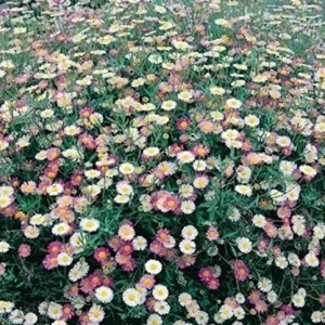 100 Santa Barbara Daisy Seeds Erigeron Karvinskianus Perennial Flower Seeds White Pink Lilac