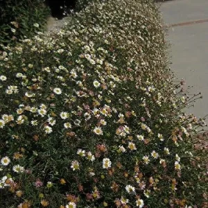Alternative view of 100 Santa Barbara Daisy Seeds Erigeron Karvinskianus Perennial Flower Seeds White Pink Lilac