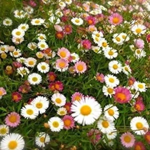 100 Santa Barbara Daisy Seeds Erigeron Karvinskianus Perennial Flower Seeds White Pink Lilac - Image 3