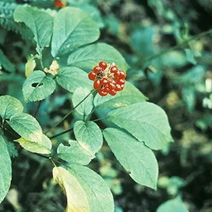 Alternative view of American Ginseng Seeds 200 Count Panax Quinquefolius Deciduous Perennial Non-GMO Greenish White