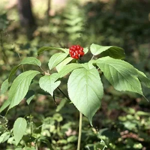 American Ginseng Seeds 200 Count Panax Quinquefolius Deciduous Perennial Non-GMO Greenish White - Image 3