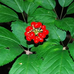 American Ginseng Seeds 200 Count Panax Quinquefolius Deciduous Perennial Non-GMO Greenish White - Image 4