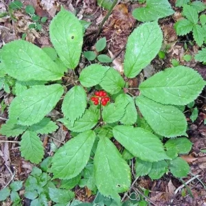 American Ginseng Seeds 200 Count Panax Quinquefolius Deciduous Perennial Non-GMO Greenish White - Image 5