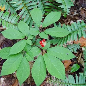 American Ginseng Seeds 200 Count Panax Quinquefolius Deciduous Perennial Non-GMO Greenish White - Image 6