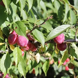 American Plum Seeds 100 Pcs Deciduous Shrub Tree Edible Fruits for Jam Jelly Culinary Outdoor