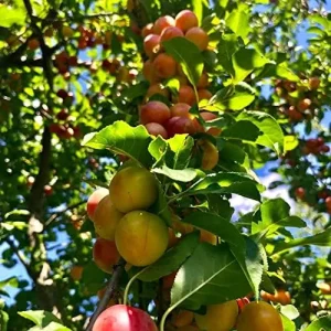 Alternative view of American Plum Seeds 100 Pcs Deciduous Shrub Tree Edible Fruits for Jam Jelly Culinary Outdoor