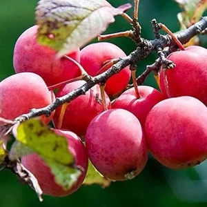 American Plum Seeds 100 Pcs Deciduous Shrub Tree Edible Fruits for Jam Jelly Culinary Outdoor - Image 3