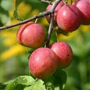 American Plum Seeds 100 Pcs Deciduous Shrub Tree Edible Fruits for Jam Jelly Culinary Outdoor - Image 4