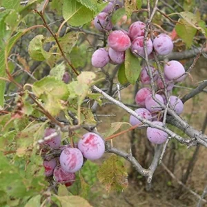 American Plum Seeds 100 Pcs Deciduous Shrub Tree Edible Fruits for Jam Jelly Culinary Outdoor - Image 5