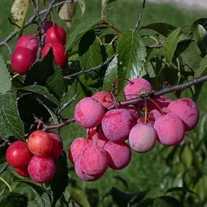 American Plum Seeds 100 Pcs Deciduous Shrub Tree Edible Fruits for Jam Jelly Culinary Outdoor - Image 6