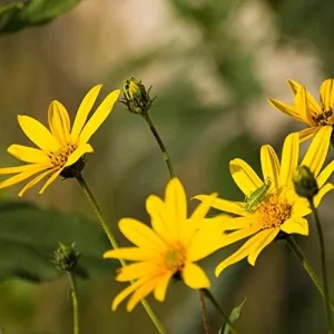 Alternative view of Arnica Flower Seeds Perennial Yellow Daisy Like Blooms Outdoor Garden 100 Count