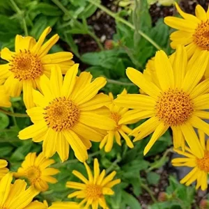 Arnica Flower Seeds Perennial Yellow Daisy Like Blooms Outdoor Garden 100 Count - Image 3