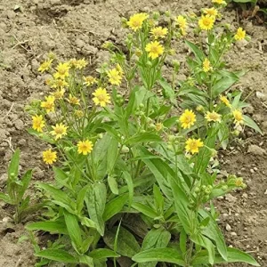Arnica Flower Seeds Perennial Yellow Daisy Like Blooms Outdoor Garden 100 Count - Image 4