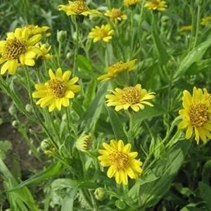 Arnica Flower Seeds Perennial Yellow Daisy Like Blooms Outdoor Garden 100 Count - Image 5