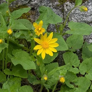 Arnica Flower Seeds Perennial Yellow Daisy Like Blooms Outdoor Garden 100 Count - Image 6