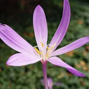 Autumn Crocus Seeds 100Pcs Pink Purple Cup-Shaped Flowers Colchicum Autumnale