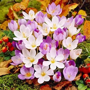 Alternative view of Autumn Crocus Seeds 100Pcs Pink Purple Cup-Shaped Flowers Colchicum Autumnale