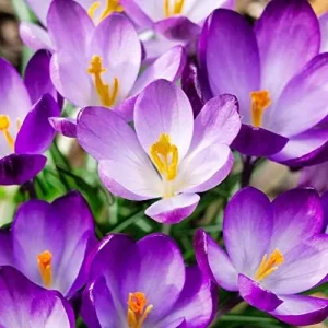 Autumn Crocus Seeds 100Pcs Pink Purple Cup-Shaped Flowers Colchicum Autumnale - Image 3