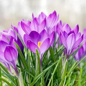 Autumn Crocus Seeds 100Pcs Pink Purple Cup-Shaped Flowers Colchicum Autumnale - Image 4