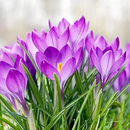 Autumn Crocus Seeds 100Pcs Pink Purple Cup-Shaped Flowers Colchicum Autumnale - Image 4
