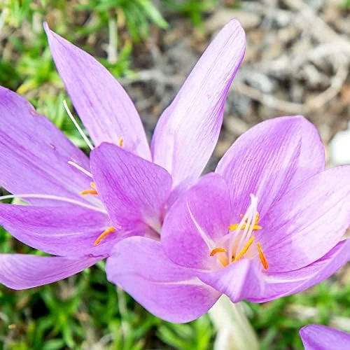 Autumn Crocus Seeds 100Pcs Pink Purple Cup-Shaped Flowers Colchicum Autumnale - Image 6