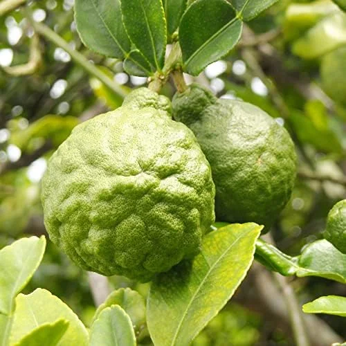 Bergamot Orange Seeds Citrus Bergamia Perennial Edible Ornamental Bonsai Tree 10Pcs Fruit Seeds Outdoor Patio - Image 3