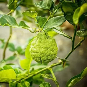 Bergamot Orange Seeds Citrus Bergamia Perennial Edible Ornamental Bonsai Tree 10Pcs Fruit Seeds Outdoor Patio - Image 4