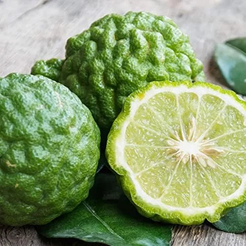 Bergamot Orange Seeds Citrus Bergamia Perennial Edible Ornamental Bonsai Tree 10Pcs Fruit Seeds Outdoor Patio - Image 6