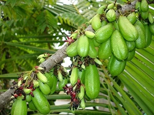 Bilimbi Seeds Rare Cucumber Pickle Tree Tropical Plant 5 Count Fresh Seeds