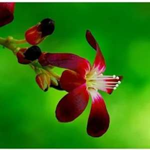 Alternative view of Bilimbi Seeds Rare Cucumber Pickle Tree Tropical Plant 5 Count Fresh Seeds