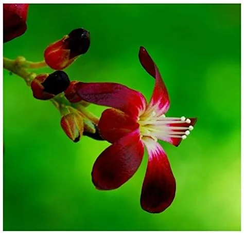 Bilimbi Seeds Rare Cucumber Pickle Tree Tropical Plant 5 Count Fresh Seeds - Image 2