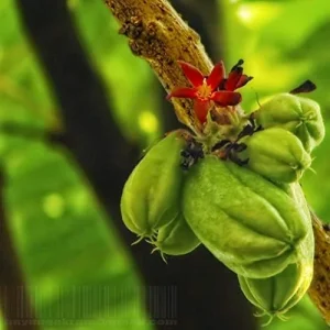 Bilimbi Seeds Rare Cucumber Pickle Tree Tropical Plant 5 Count Fresh Seeds - Image 3