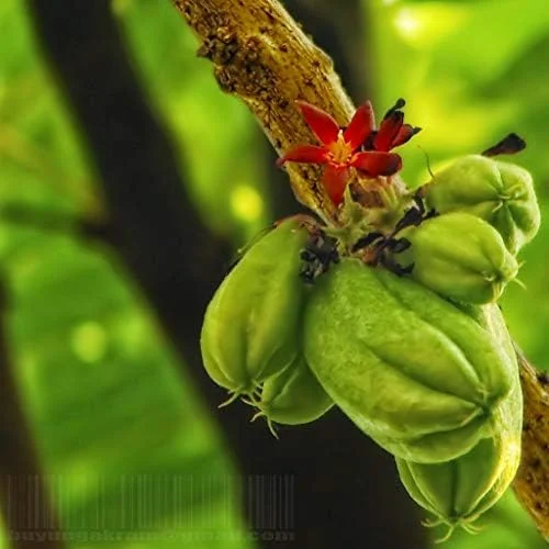 Bilimbi Seeds Rare Cucumber Pickle Tree Tropical Plant 5 Count Fresh Seeds - Image 3