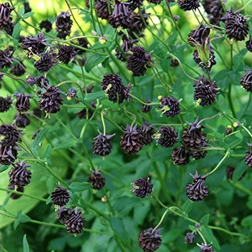Black Barlow Columbine Seeds - 50 Pcs Perennial Flowering Plant for Beds & Borders - Rabbit Resistant, Attracts Bees & Butterflies