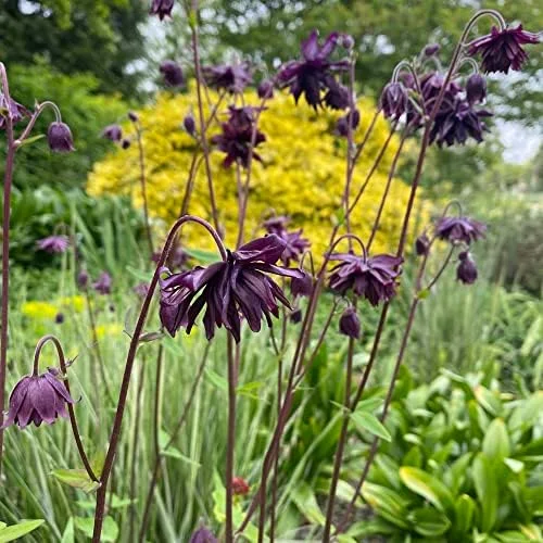 Black Barlow Columbine Seeds - 50 Pcs Perennial Flowering Plant for Beds & Borders - Rabbit Resistant, Attracts Bees & Butterflies - Image 2
