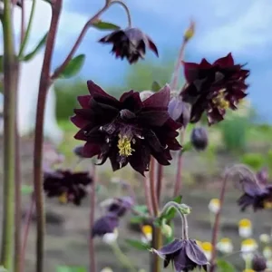 Black Barlow Columbine Seeds - 50 Pcs Perennial Flowering Plant for Beds & Borders - Rabbit Resistant, Attracts Bees & Butterflies - Image 3