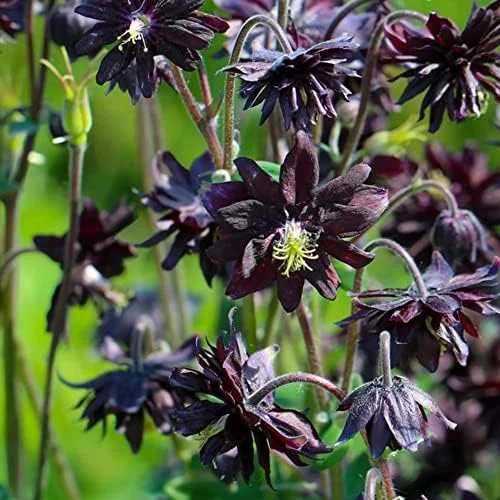 Black Barlow Columbine Seeds - 50 Pcs Perennial Flowering Plant for Beds & Borders - Rabbit Resistant, Attracts Bees & Butterflies - Image 4