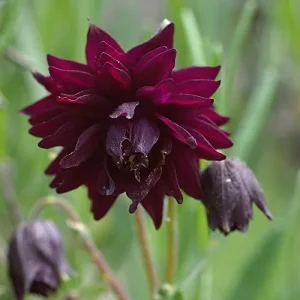 Black Barlow Columbine Seeds - 50 Pcs Perennial Flowering Plant for Beds & Borders - Rabbit Resistant, Attracts Bees & Butterflies - Image 5