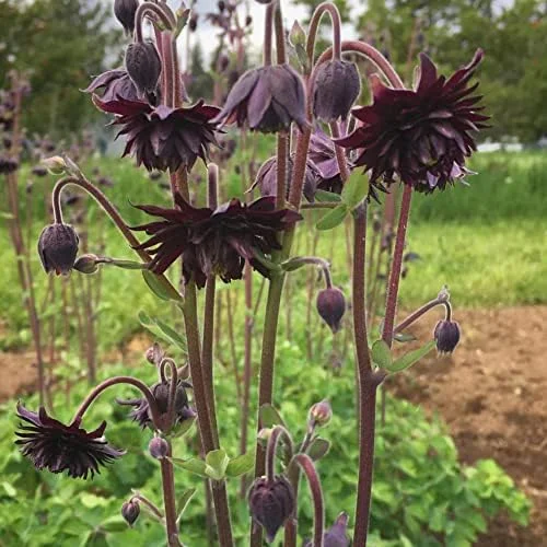 Black Barlow Columbine Seeds - 50 Pcs Perennial Flowering Plant for Beds & Borders - Rabbit Resistant, Attracts Bees & Butterflies - Image 6