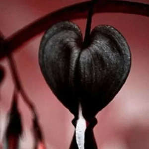 Black Bleeding Heart Seeds Perennial Shade Flower Seed Pack - Easy Grow