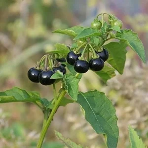 Alternative view of Black Nightshade Seeds Solanum Nigrum Herb Seeds 200 Pcs White Pale Violet Edible Low Maintenance