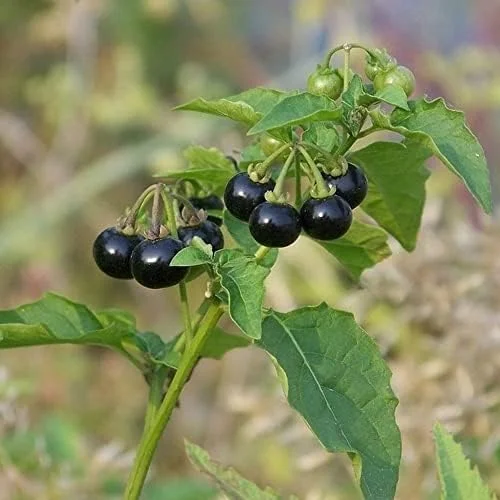 Black Nightshade Seeds Solanum Nigrum Herb Seeds 200 Pcs White Pale Violet Edible Low Maintenance - Image 2