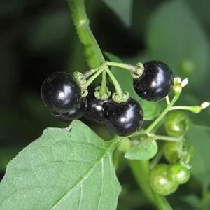 Black Nightshade Seeds Solanum Nigrum Herb Seeds 200 Pcs White Pale Violet Edible Low Maintenance - Image 3