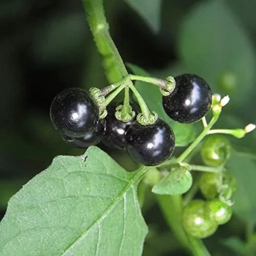 Black Nightshade Seeds Solanum Nigrum Herb Seeds 200 Pcs White Pale Violet Edible Low Maintenance - Image 3
