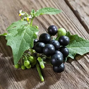 Black Nightshade Seeds Solanum Nigrum Herb Seeds 200 Pcs White Pale Violet Edible Low Maintenance - Image 4