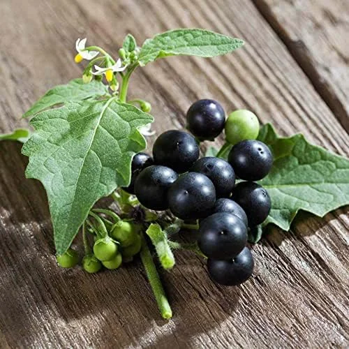 Black Nightshade Seeds Solanum Nigrum Herb Seeds 200 Pcs White Pale Violet Edible Low Maintenance - Image 4
