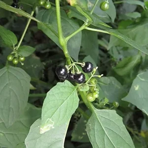 Black Nightshade Seeds Solanum Nigrum Herb Seeds 200 Pcs White Pale Violet Edible Low Maintenance - Image 5