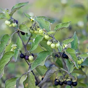 Black Nightshade Seeds Solanum Nigrum Herb Seeds 200 Pcs White Pale Violet Edible Low Maintenance - Image 6