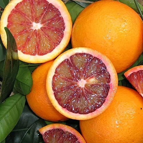 Blood Orange Tree Seeds - Fast Growing, Vitamin C Rich, Juicy Fruit - GMO Free - Indoor/Outdoor Patio & Container Planting - 20 Pcs - Image 2