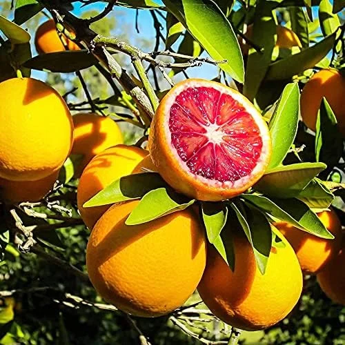 Blood Orange Tree Seeds - Fast Growing, Vitamin C Rich, Juicy Fruit - GMO Free - Indoor/Outdoor Patio & Container Planting - 20 Pcs - Image 4